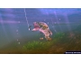 Скриншот 5: Rapala for Kinect (Xbox 360)