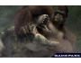 Скриншот 6: Peter Jackson's King Kong (Xbox 360)