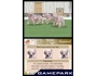 Скриншот 4: Nintendogs Dalmatian & Friends (DS)