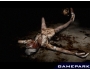 Скриншот 2: Silent Hill 2 (PS2)