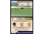 Скриншот 2: Nintendogs Labrador & Friends (DS)
