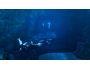 Скриншот 6: Tomb Raider: Underworld (PS3)