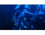 Скриншот 5: Tomb Raider: Underworld (PS3)